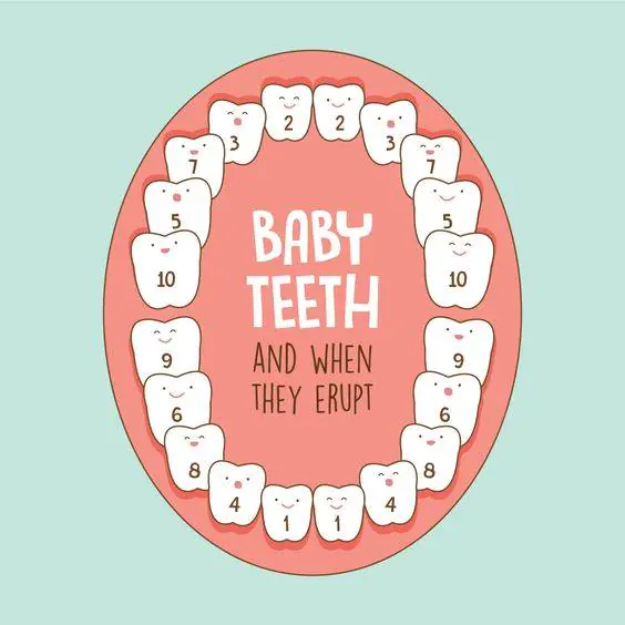 Tudtad, hogy a kisbabák fogai meghatározott sorrendben bújnak a felszínre?